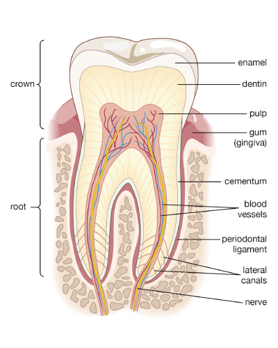 GeneralDentistry一般歯科